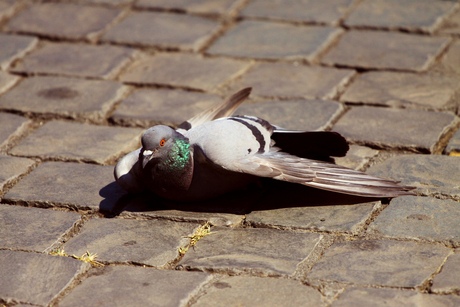 Italian Pigeon