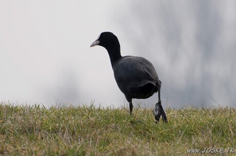 Meerkoetje aan de wandel