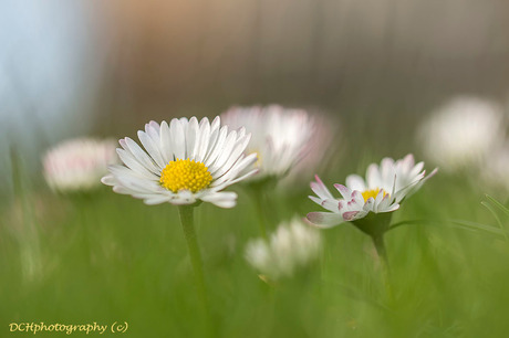 De natuur ontwaakt.