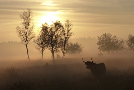 Misty morning