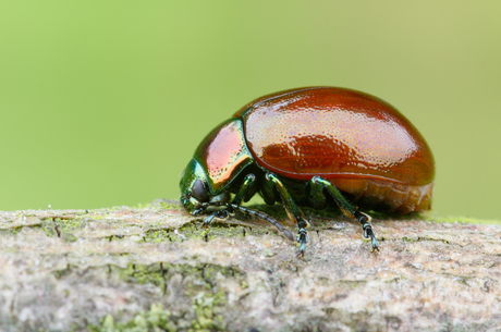 Moertje - Chrysolina polita