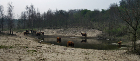 Schotse Hooglanders in Heemskerks duingebied