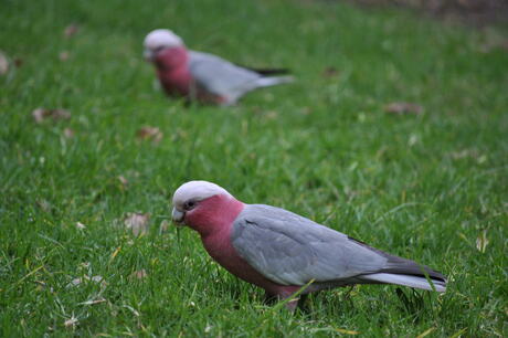 Don't be a galah