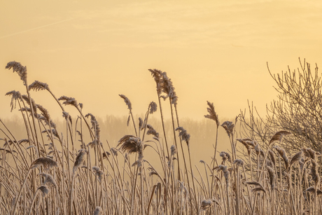 Rijp op't riet in de ochtendzon