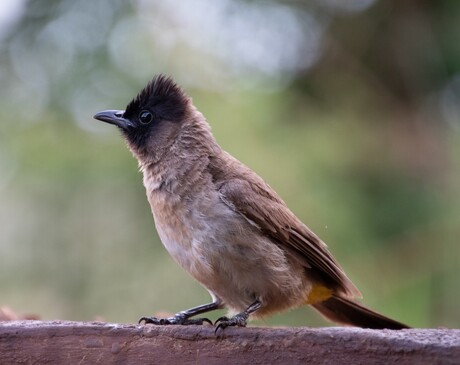 dark-capped Bulbul