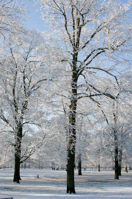 Bomen