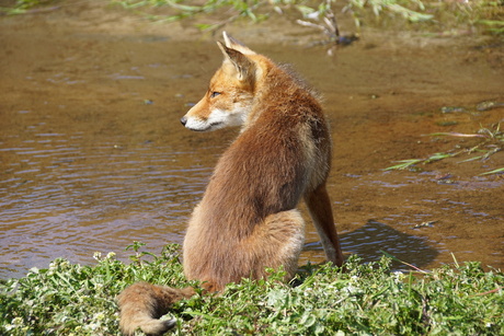 Amsterdamse duinen