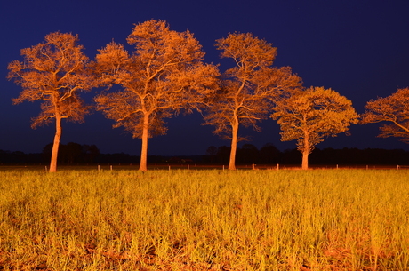 Magisch verlichte bomen