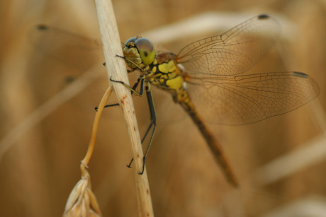 Libelle in volle Glory