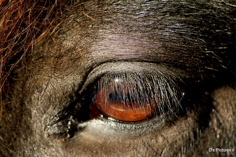 Paarden oog