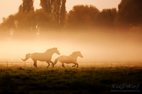 Misty morning