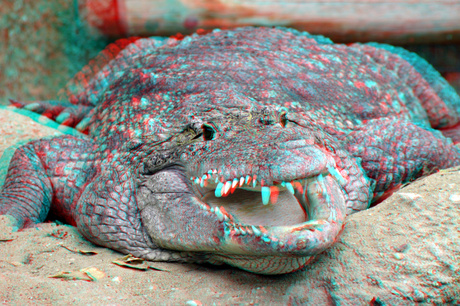 Crocodile Blijdorp Zoo Rotterdam 3D
