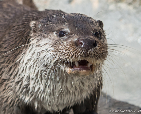 Otter