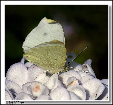 white butterfly is working