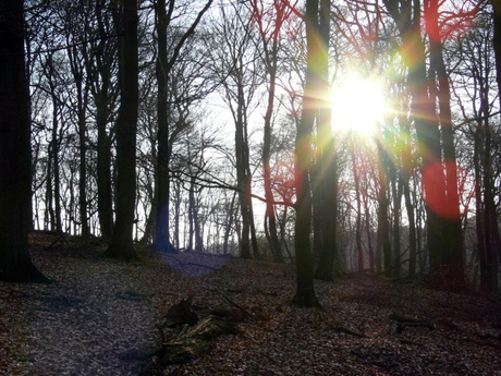 Zonsondergang op de veluwe