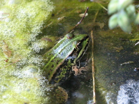 groene kikker