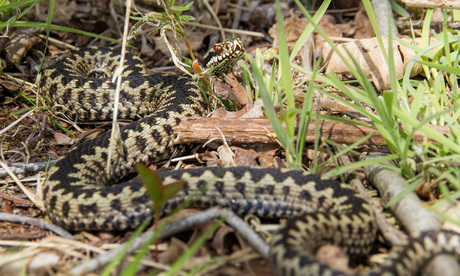 Adder