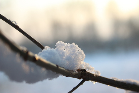 Sneeuw op een tak