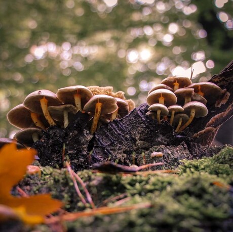 Paddestoelen in de herfst