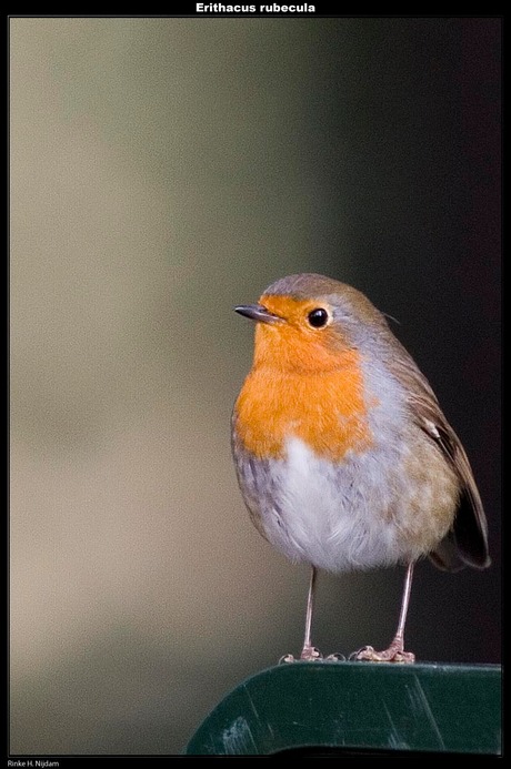 Erithacus rubecula