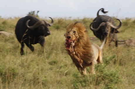 Chasing a Lion!