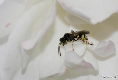 Wesp schuilt in witte roos