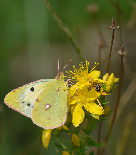 Colias Alfacariensis.