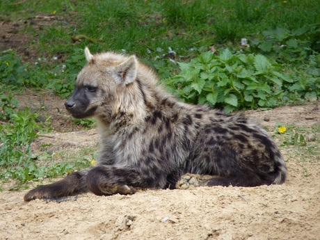 hyena beekse bergen