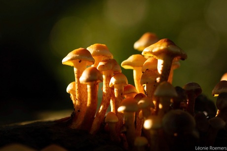 Een bosje paddestoelen in de eerste ochtendstralen