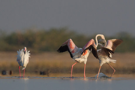 Flamingo's in gevecht