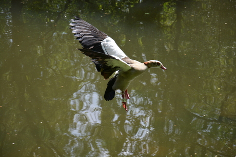 Landende gans