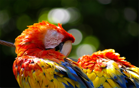 2 Scarlet Macaw parrots