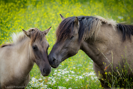 konikpaarden