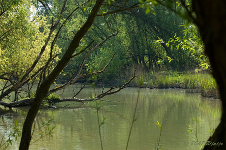 Biesbosch