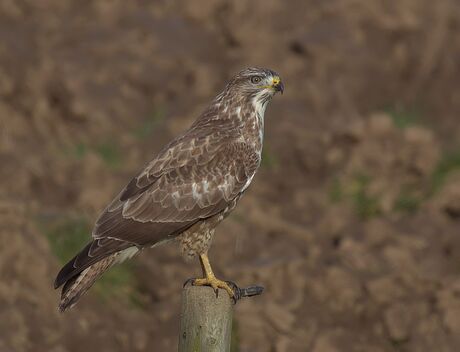 Buizerd