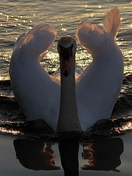 20190511_054635Zwaan ochtendzon