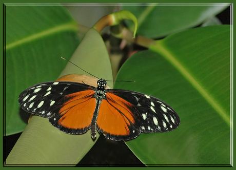 Heliconius Hecale