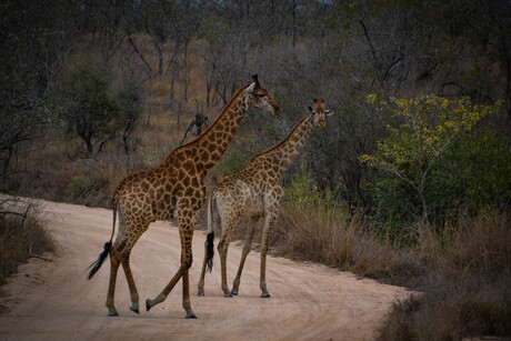 Giraffen Zuid Afrika