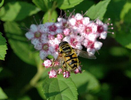 Insect op bloem.