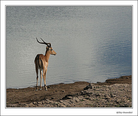 Impala