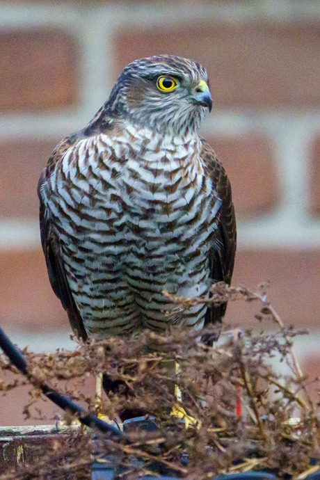 Blikje in de tuin