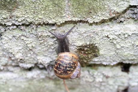 Climbing the wall