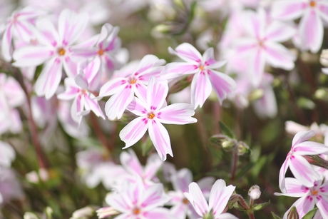 Pink Flower