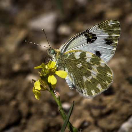 Vlinder(Dambordje?) op gewone raket