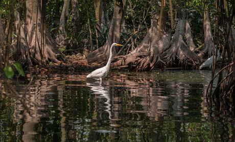 Vogel in Rio Dulce