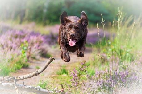 Bruine labrador