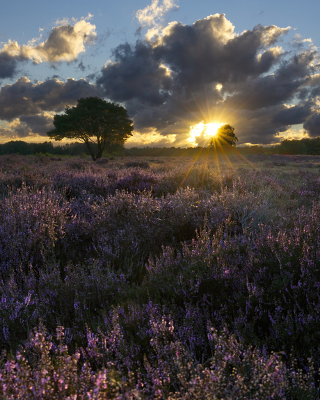 Zonsondergang op de heide