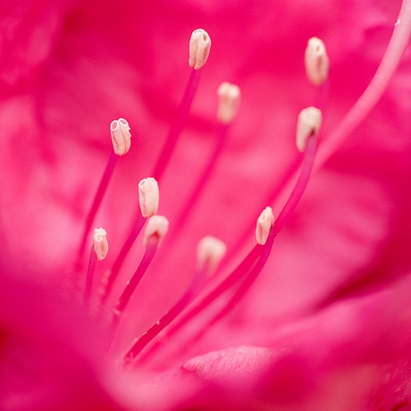 Het hart van een mooie bloem