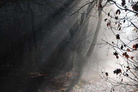 Zonnestralen in het bos