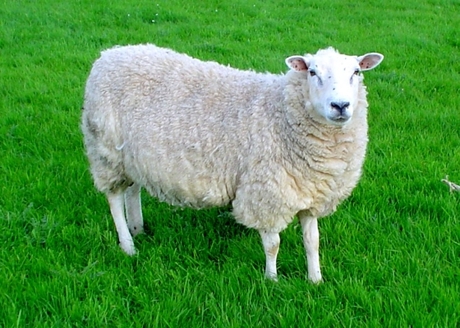 schaap.jpg